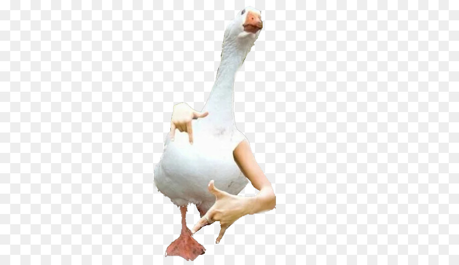 Oie，Canard PNG