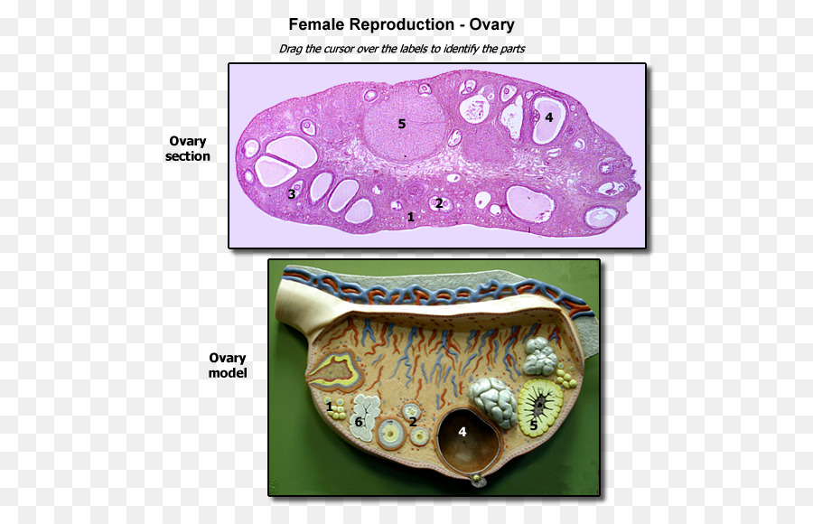 Organisme，Ovaire PNG