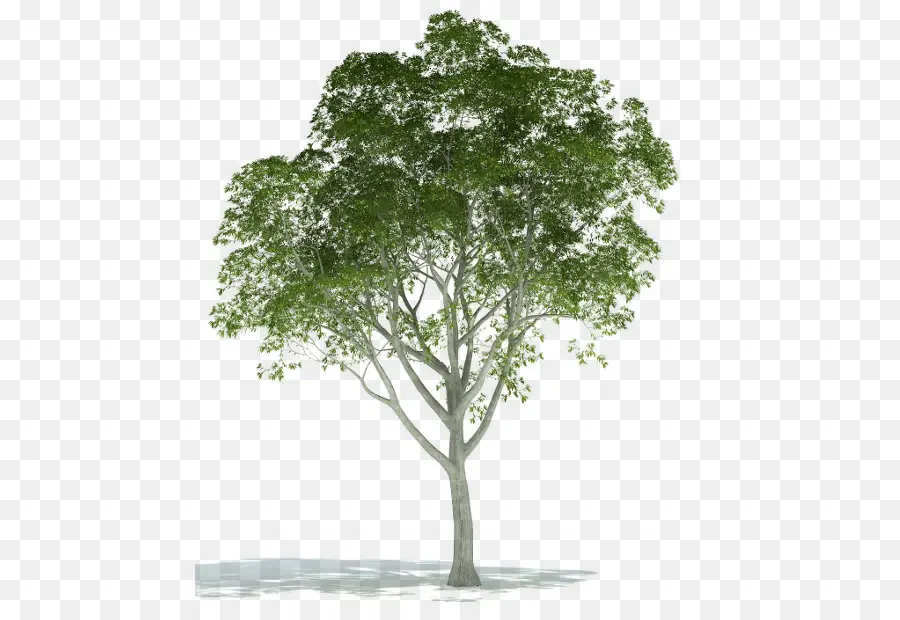 Arbre，Feuilles PNG