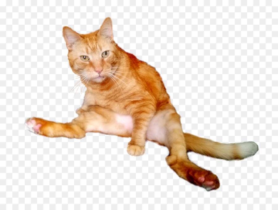 Chat，Animal De Compagnie PNG