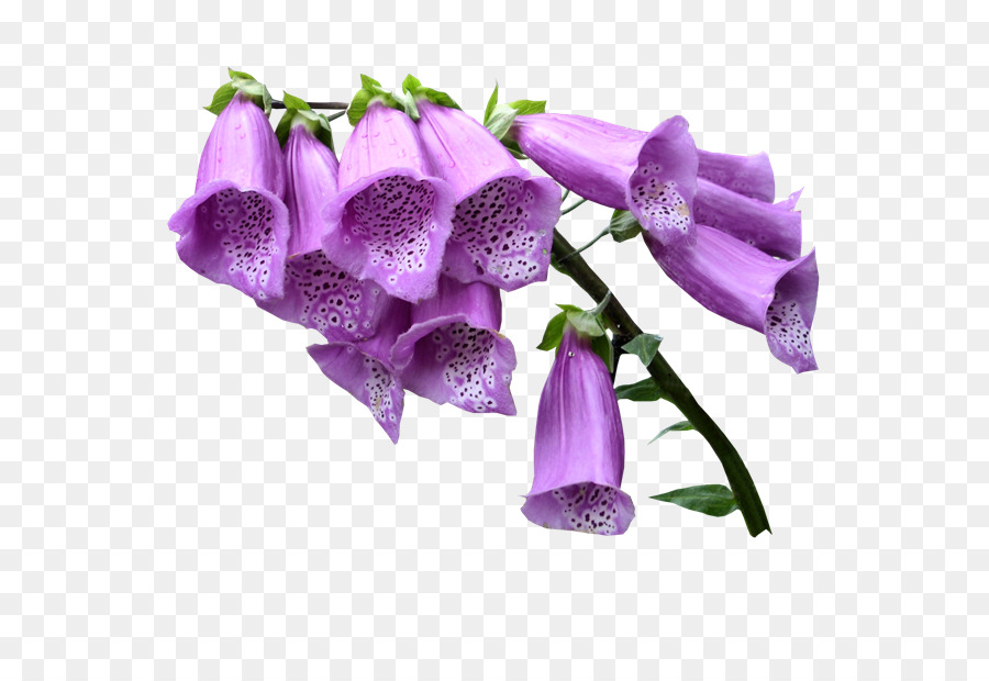 Fleurs Violettes，Fleurs PNG