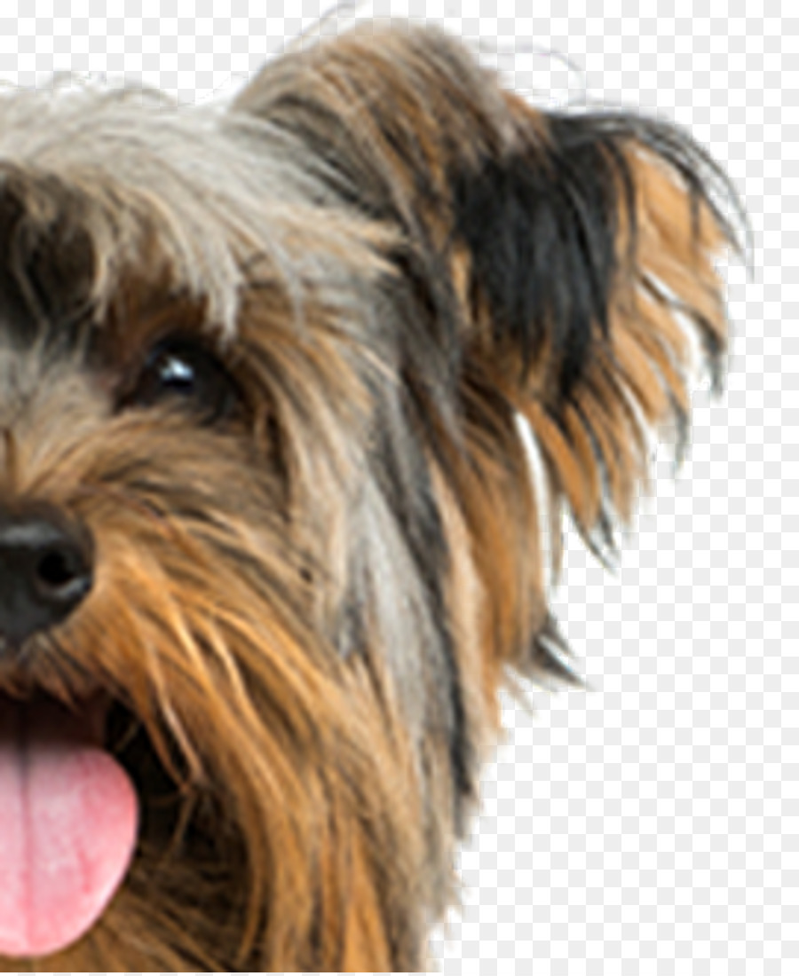 Le Yorkshire Terrier，Airedale Terrier PNG