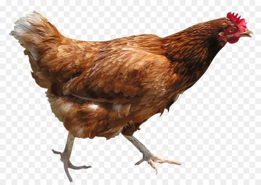 Poulet，Poule PNG