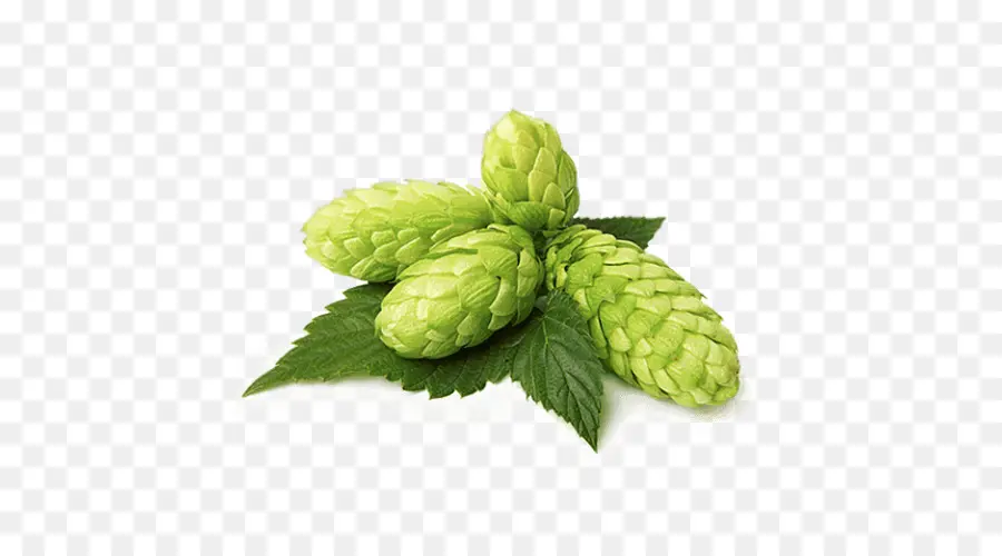 Houblon Vert，Feuille PNG