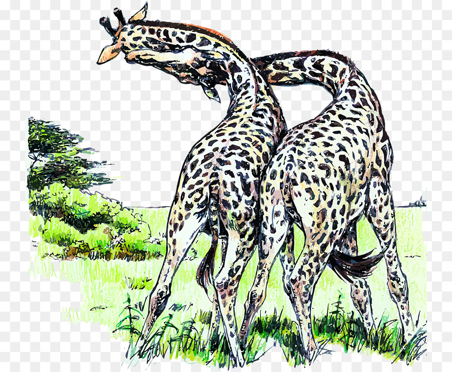 Le Nord De La Girafe，Girafe PNG