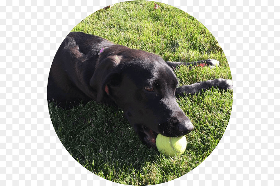 Le Labrador Retriever，Borador PNG