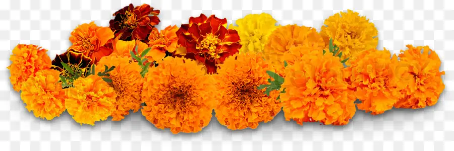 Fleurs De Souci，Orange PNG