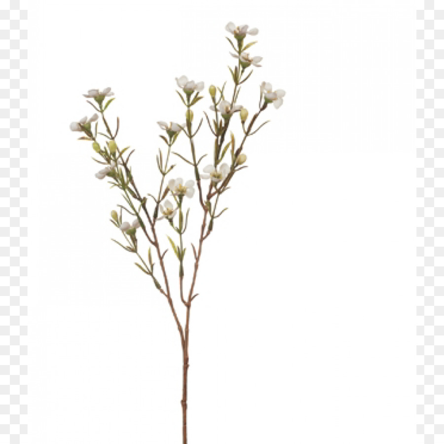 Chamelaucium Uncinatum，Fleur PNG