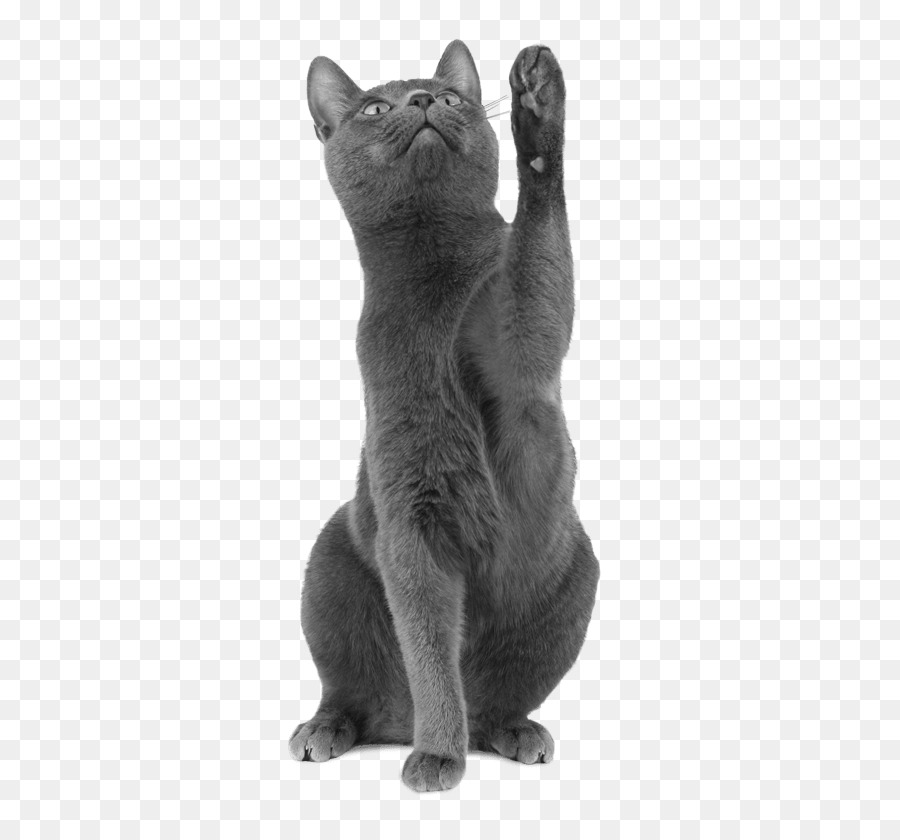 Chat Gris，Animal De Compagnie PNG