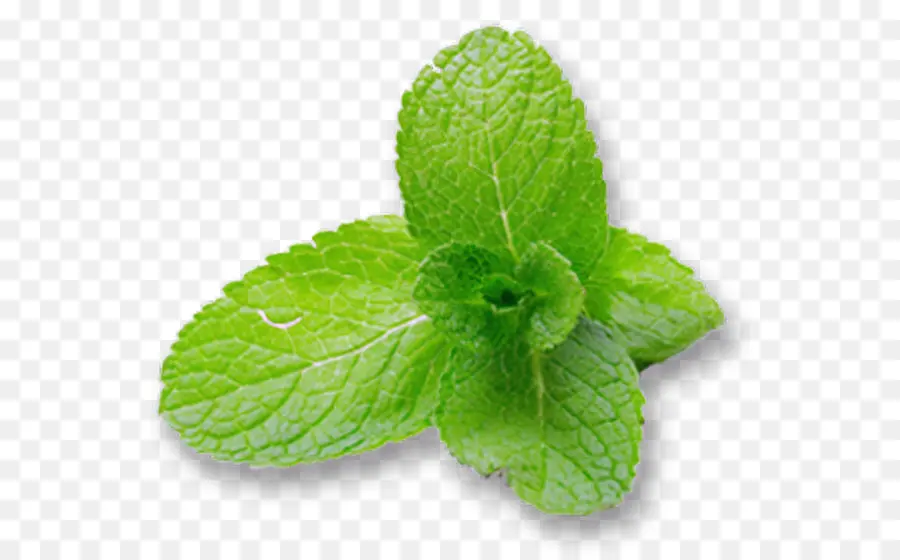 Feuilles De Menthe Verte，Herbe PNG