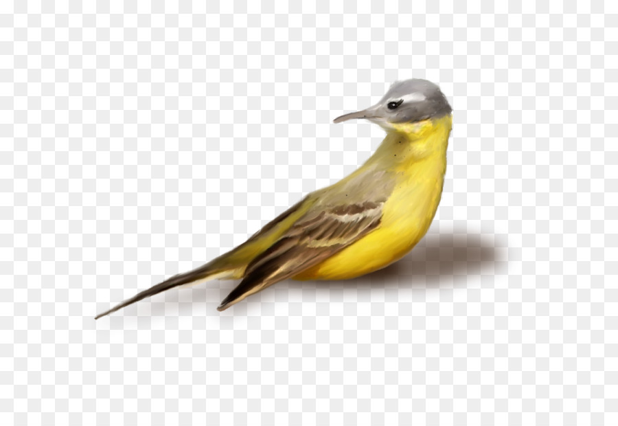 Oiseau，Chardonneret Américain PNG