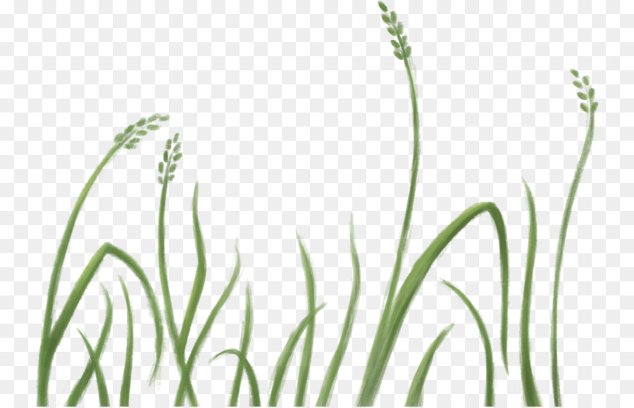 Herbe，Nature PNG