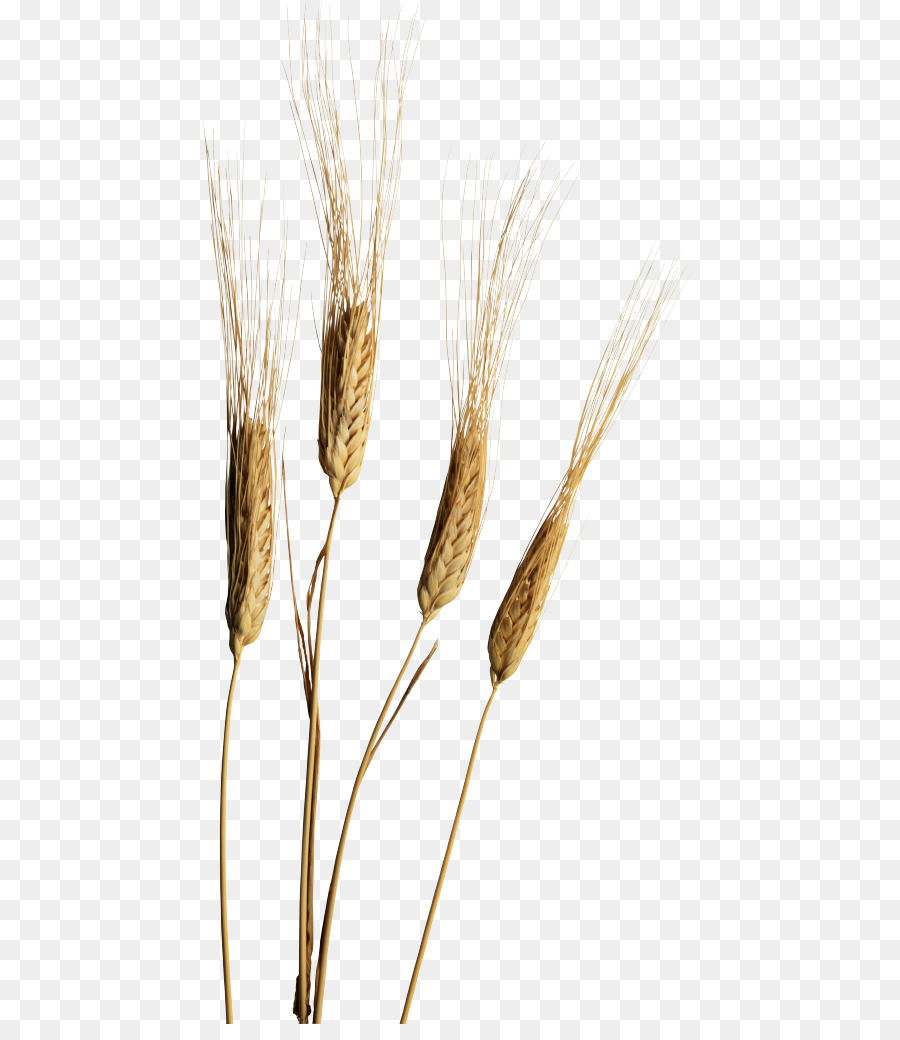 Blé，Grain PNG