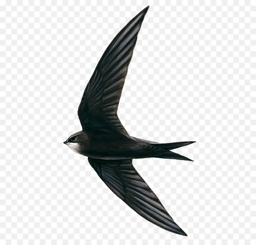 Rapide，Oiseau PNG