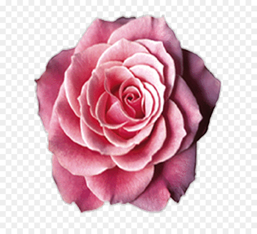 Rose Rose，Fleurir PNG