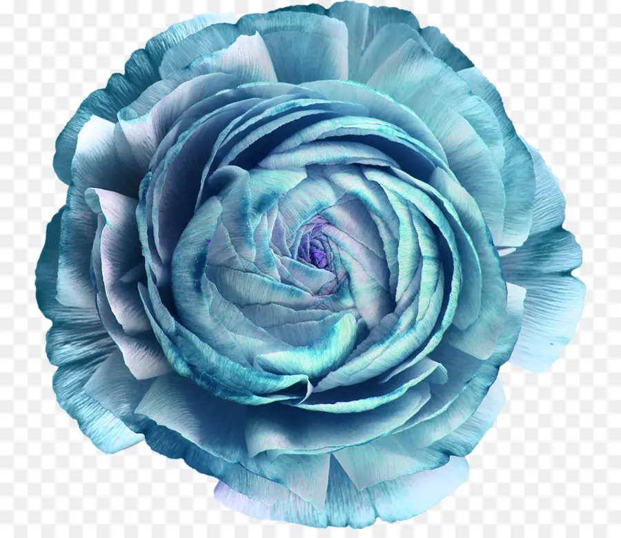 Les Roses De Jardin，Bleu PNG
