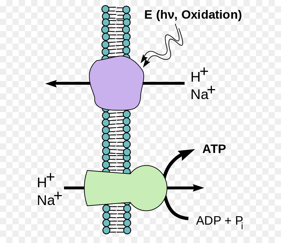 Chimiosmose，La Phosphorylation PNG