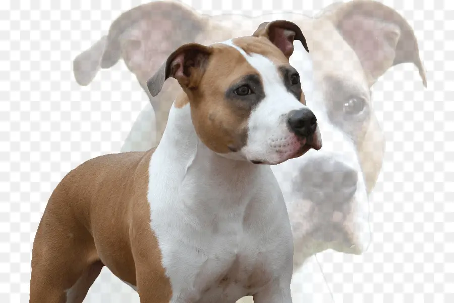 American Staffordshire Terrier，American Pit Bull Terrier PNG