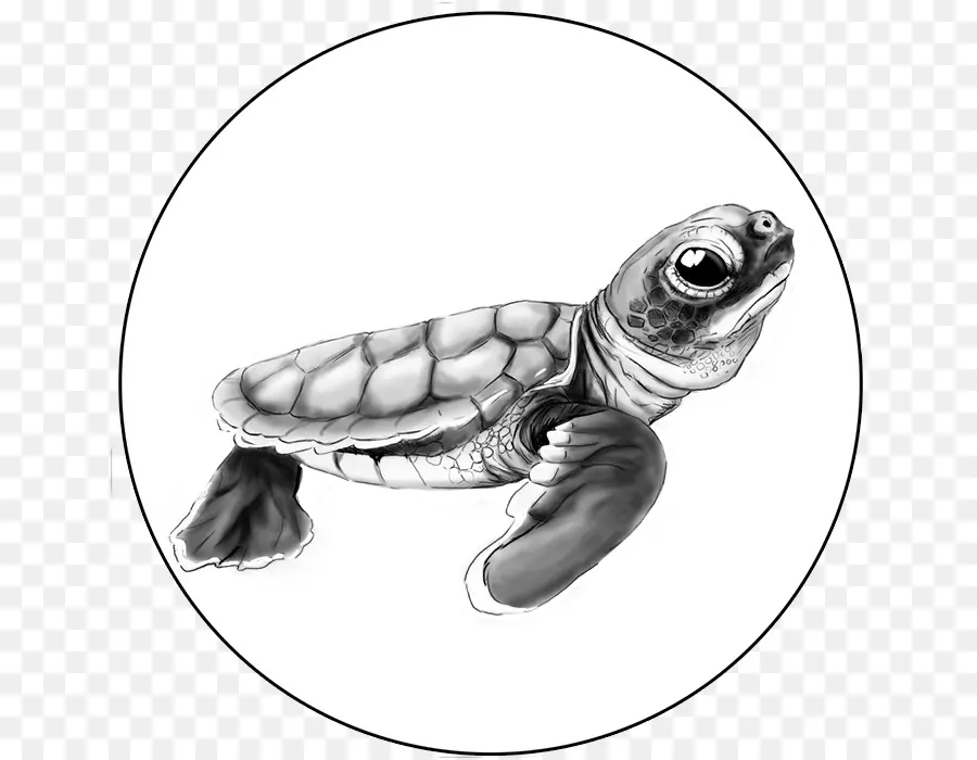 Tortue，Mer PNG