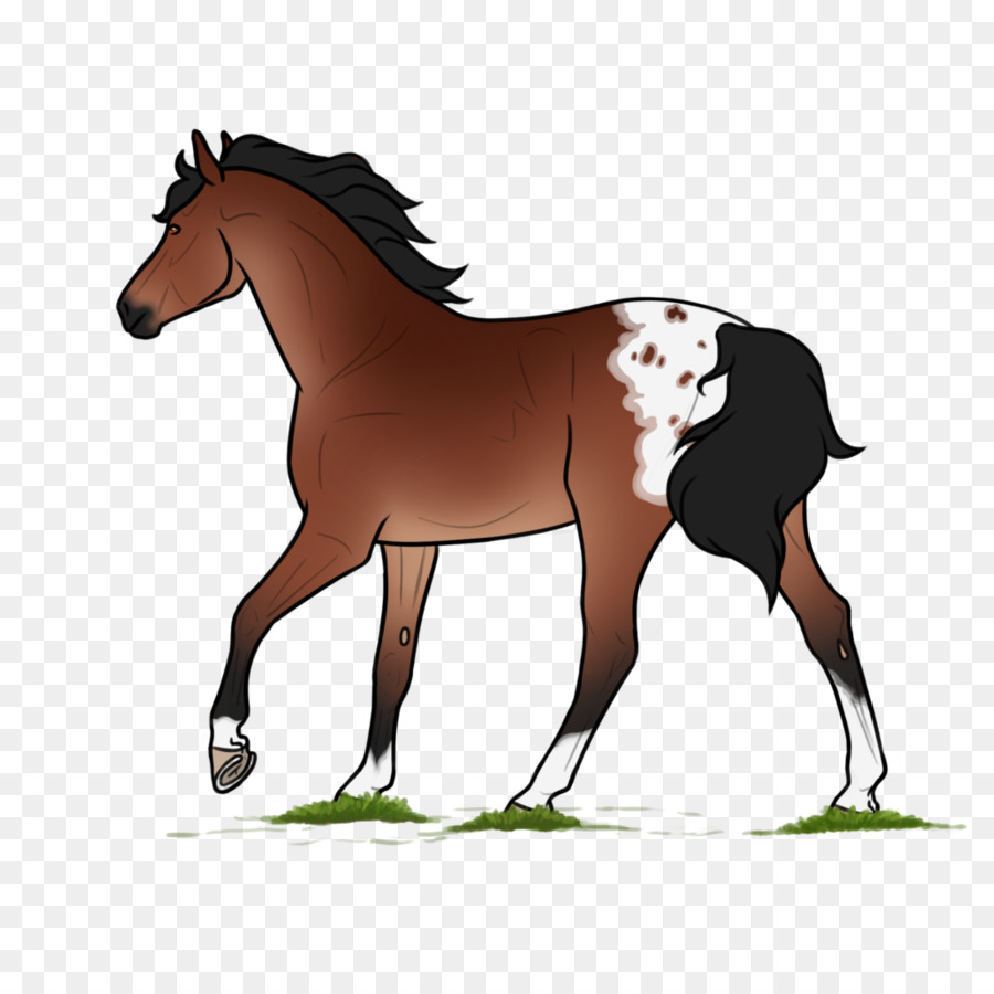 Chevaux，Poulain PNG