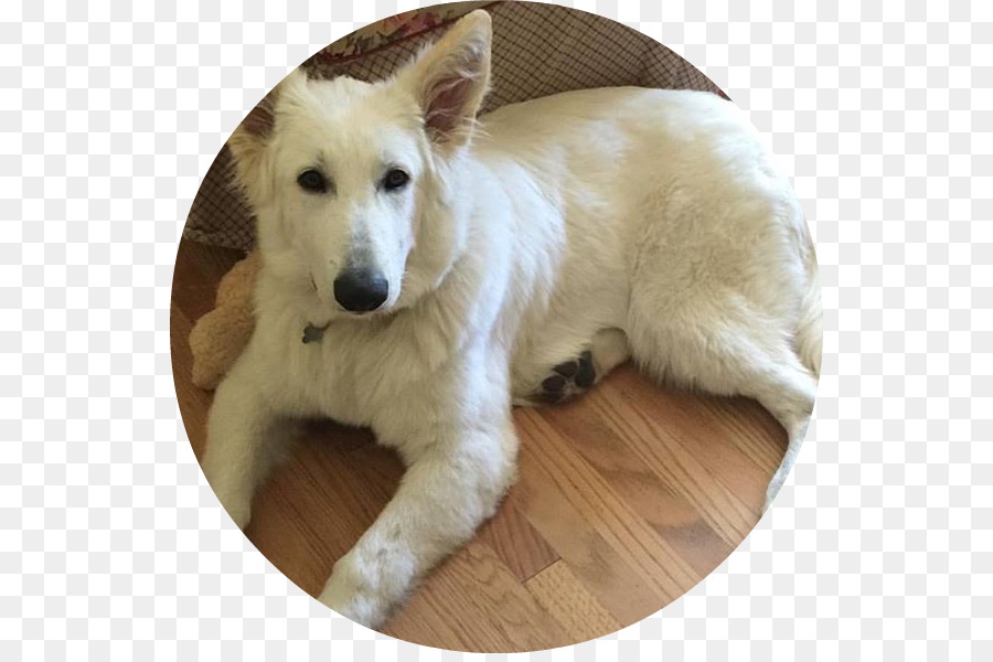 Race De Chien，Berger Blanc Suisse PNG