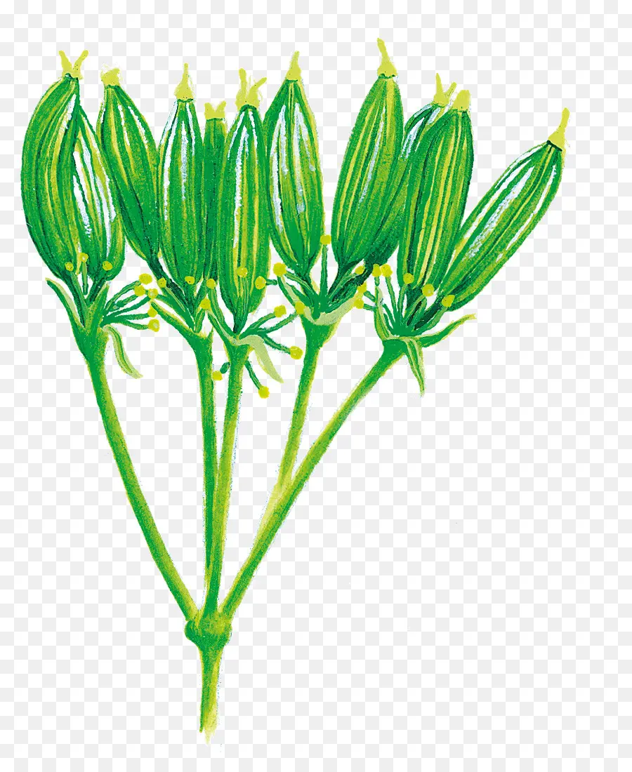 Plante Verte，Feuilles PNG