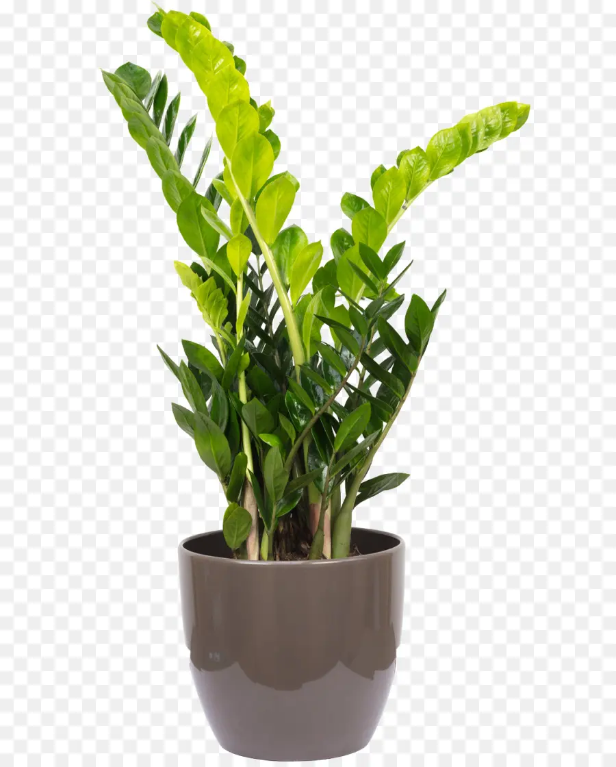 Zamioculcas Zamiifolia，Plante D Intérieur PNG