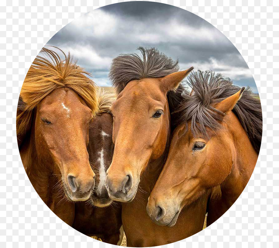 Chevaux，Trois PNG