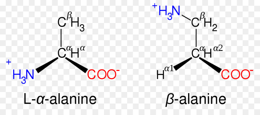 D Acides Aminés，Acides Aminés Protéinogéniques PNG