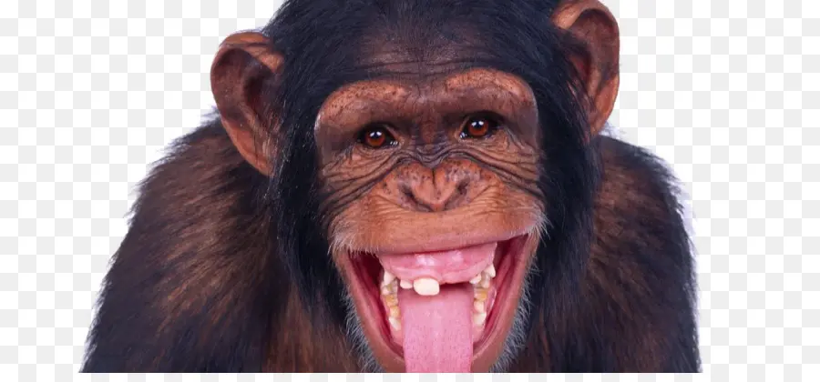 Chimpanzé，Singe PNG