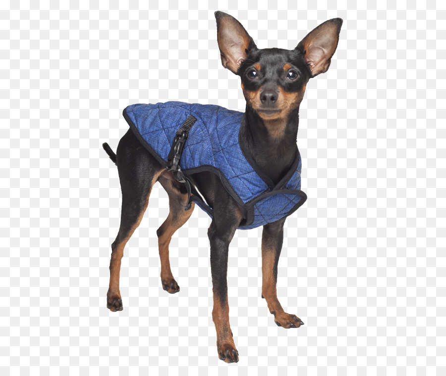 Chien，Veste PNG