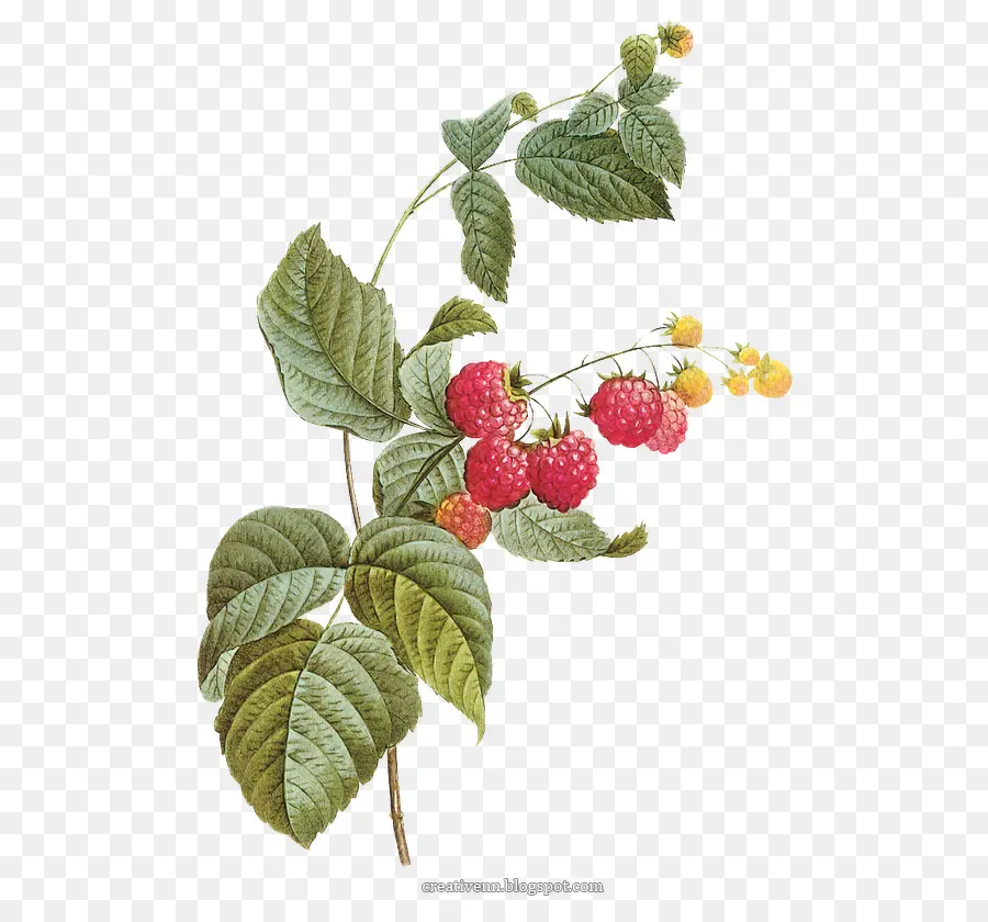 Framboise，Feuilles PNG