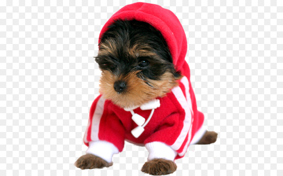 Le Yorkshire Terrier，Morkie PNG