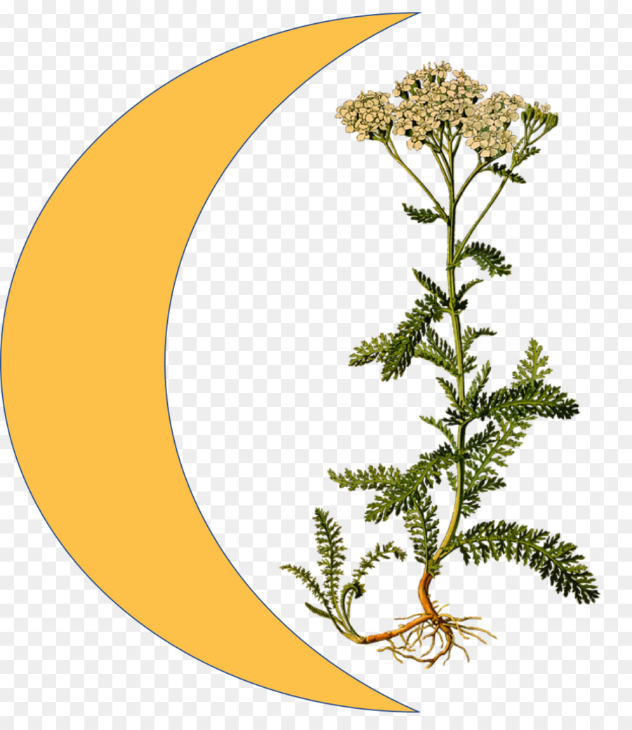 Köhler De Plantes Médicinales，L Achillée Millefeuille PNG