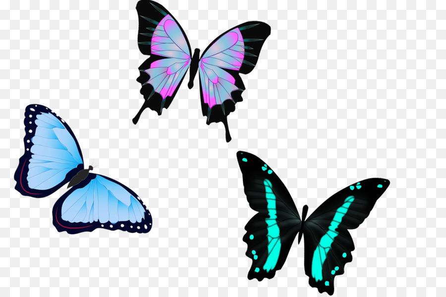 Papillons，Insectes PNG