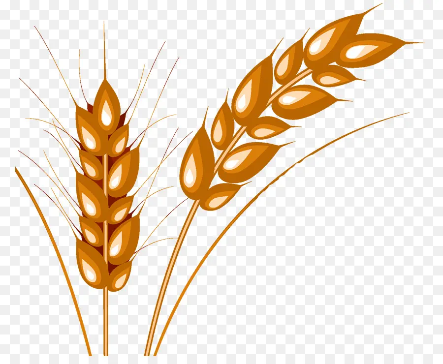 Blé Doré，Grain PNG