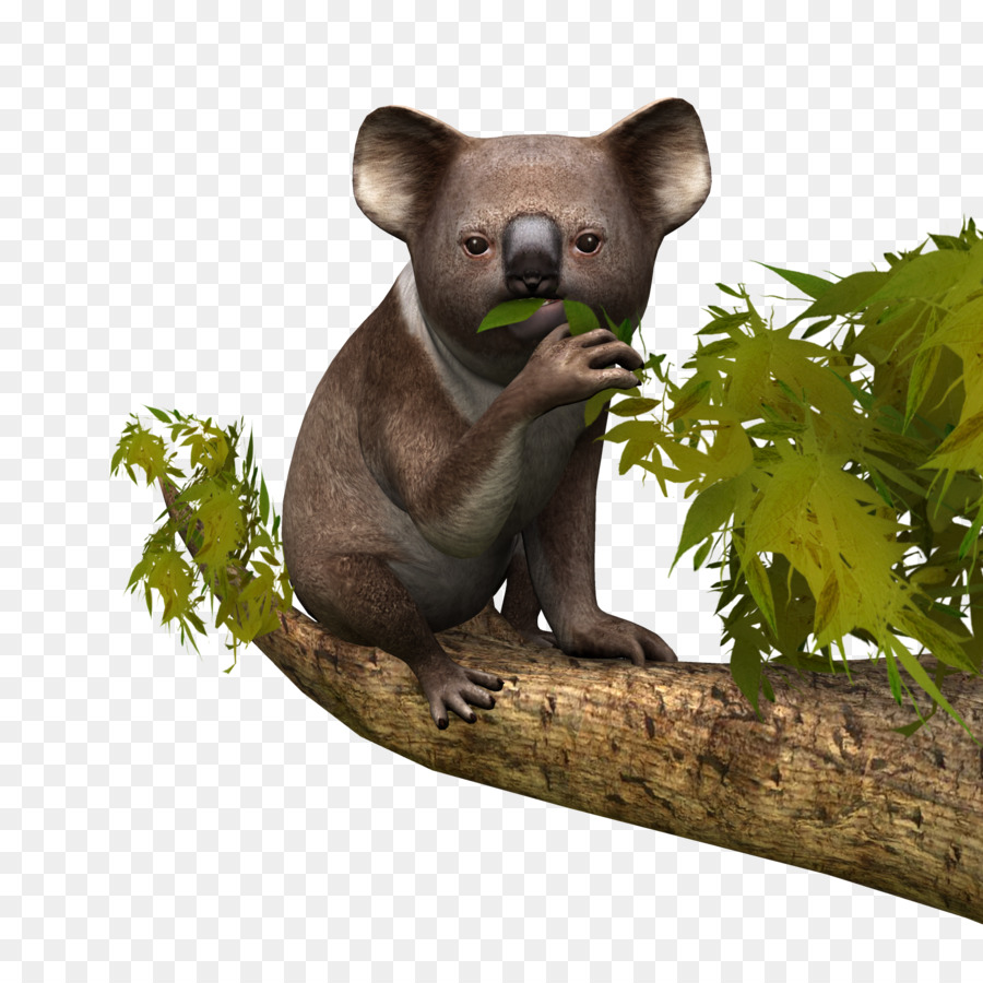 Koala，La Faune PNG