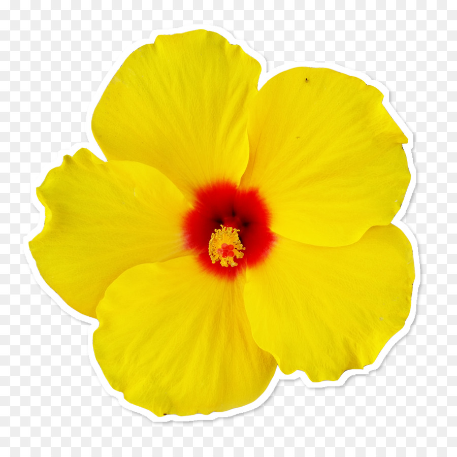 Fleur Jaune，Pétales PNG