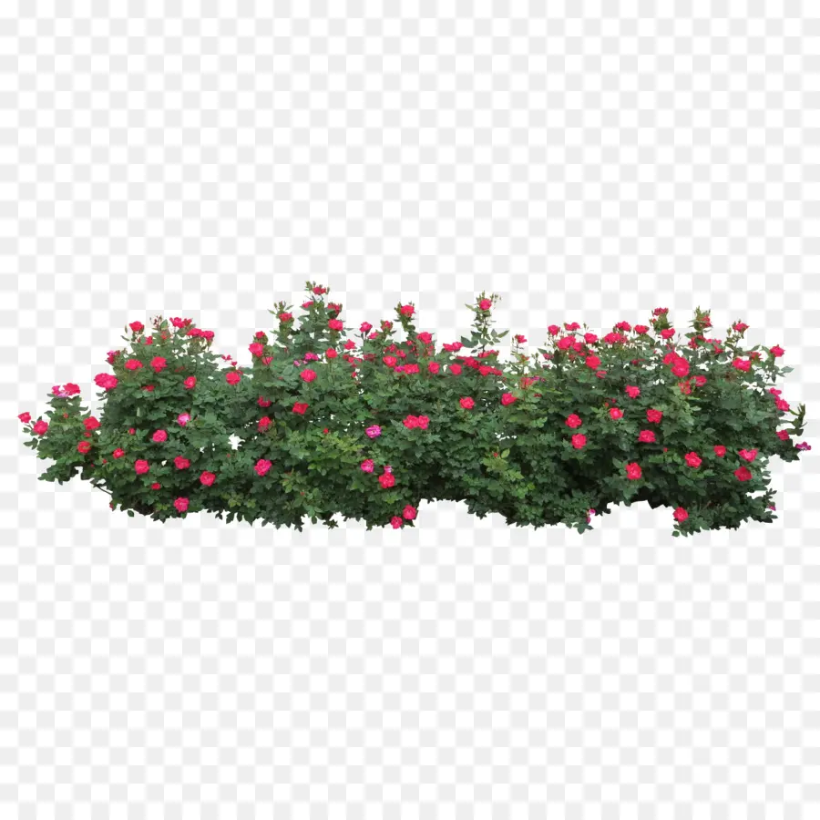 Rose，Arbuste PNG