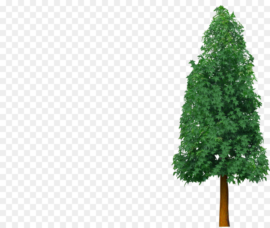 Arbre，L épinette PNG