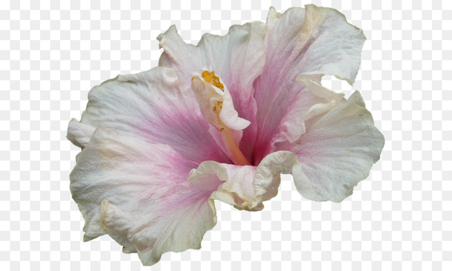 Fleur，Hibiscus PNG