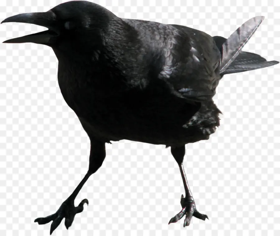 Corbeau，Noir PNG