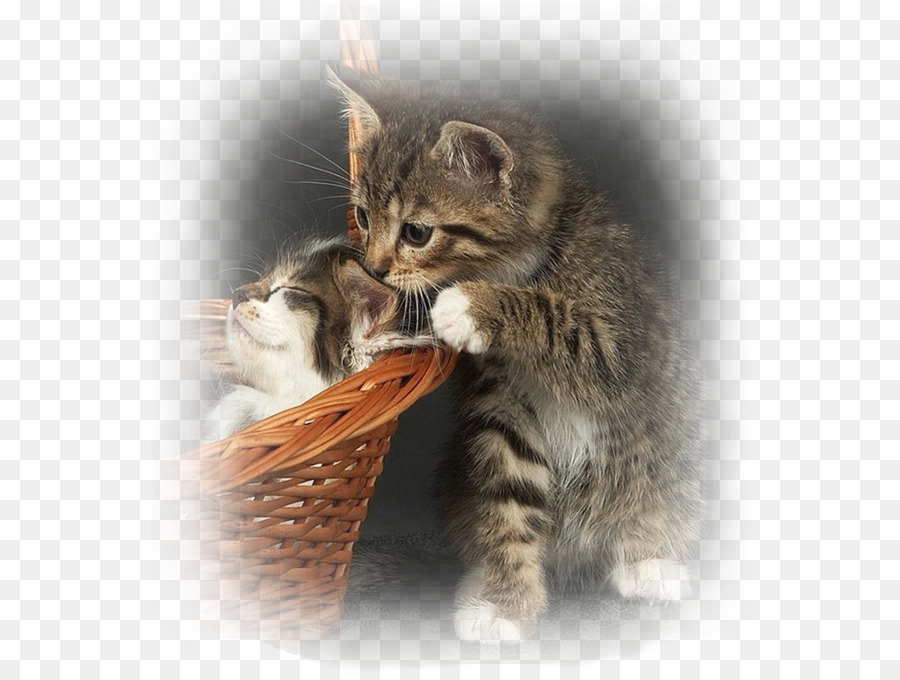 Chat，Chien PNG