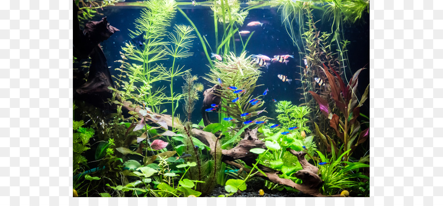 Aquarium，Les Aquariums PNG