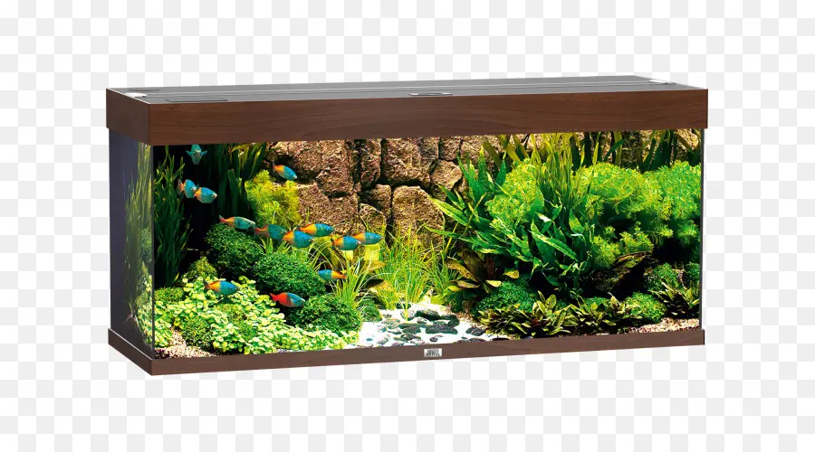 Aquarium，Poisson PNG