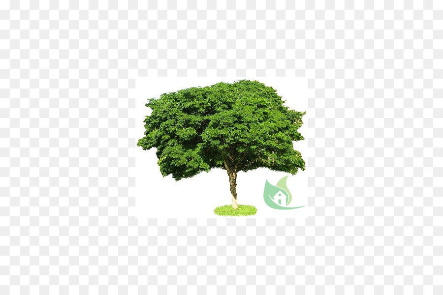 Arbre Vert，Nature PNG