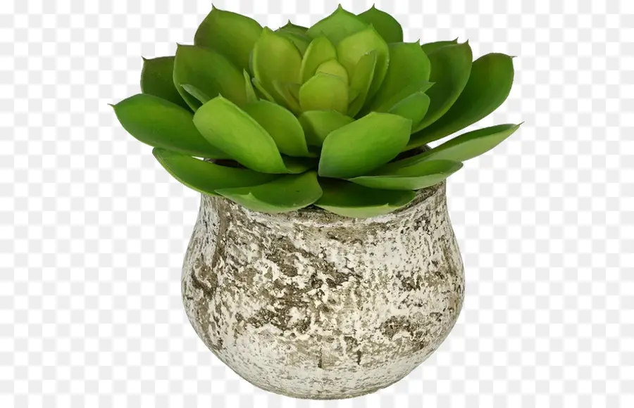 Plante Succulente Verte，Pot PNG