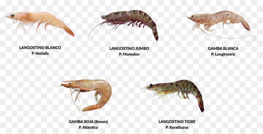 crevettes ocean atlantique deepwater rose crevette png crevettes ocean atlantique deepwater rose crevette transparentes png gratuit atlantique deepwater rose crevette png