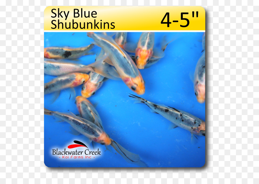 Shubunkins，Aquarium PNG