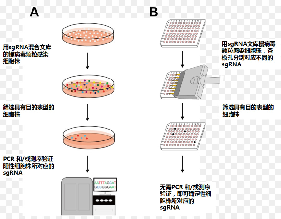 Diagramme Scientifique，Expérience PNG